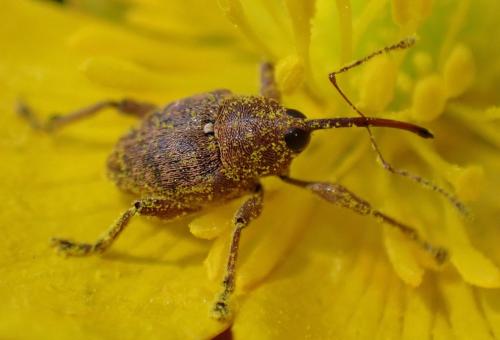 Réf. 344 060 : Curculio nucum